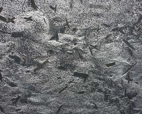 India Grey Quartzite Slabs